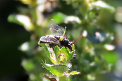 Hylaeus honestus
