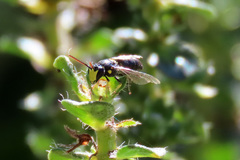 Hylaeus honestus