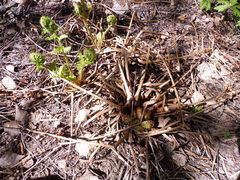 Matteuccia struthiopteris