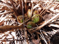 Matteuccia struthiopteris