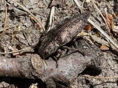 Dicerca aenea