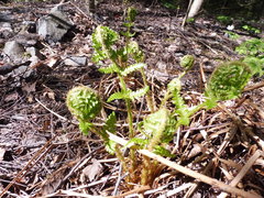 Matteuccia struthiopteris