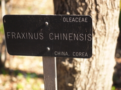Fraxinus chinensis
