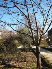 Fraxinus chinensis