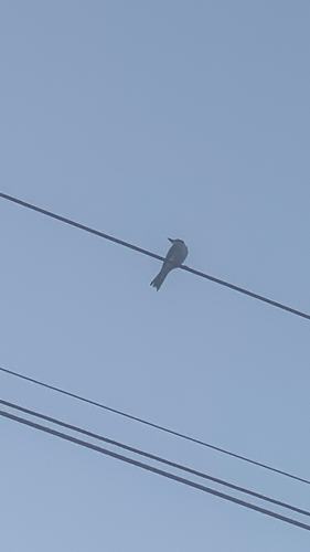 Gray Kingbird