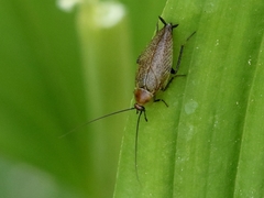 Ectobius erythronotus
