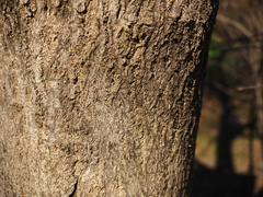 Fraxinus chinensis