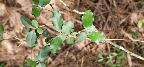 Chinese privet