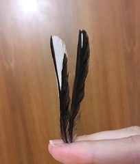 Fringilla coelebs