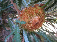 Banksia formosa