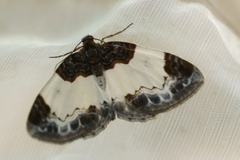 Mesoleuca albicillata