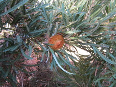 Banksia formosa