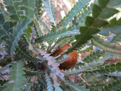 Banksia formosa
