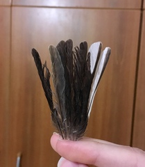 Fringilla coelebs