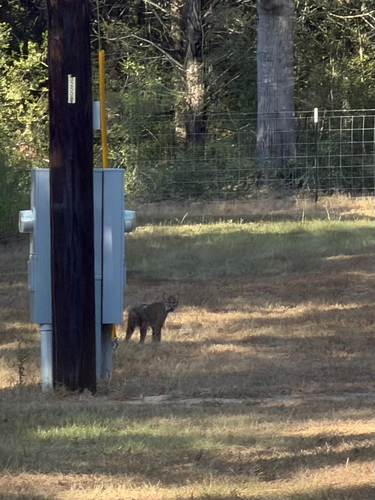 Bobcat