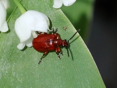 Lilioceris merdigera