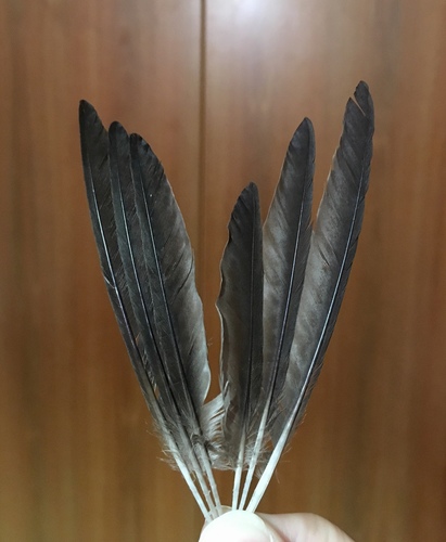 Plume de Hirondelle rousseline