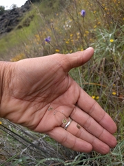 Thysanocarpus curvipes