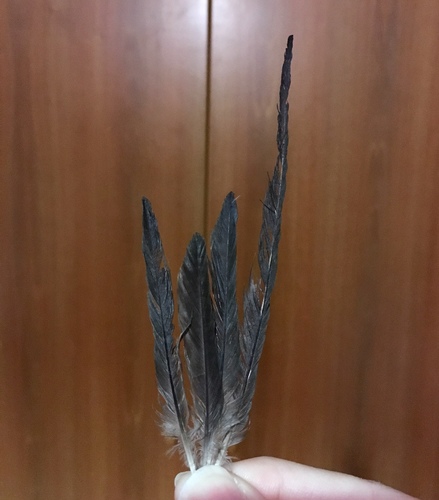 Plume de Hirondelle rousseline