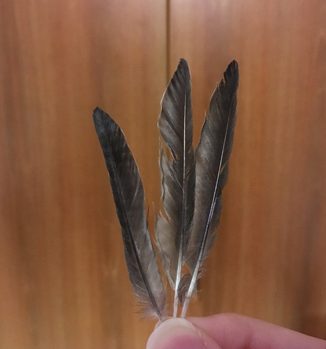 Plume de Hirondelle rousseline