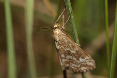 Evergestis frumentalis