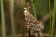Evergestis frumentalis