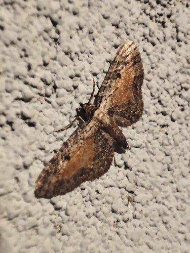 Tawny Speckled Pug