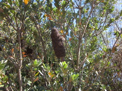 Banksia praemorsa