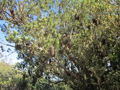 Banksia praemorsa