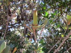 Banksia praemorsa