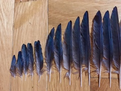 Hirundo rustica