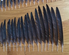 Hirundo rustica