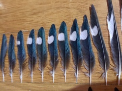 Hirundo rustica