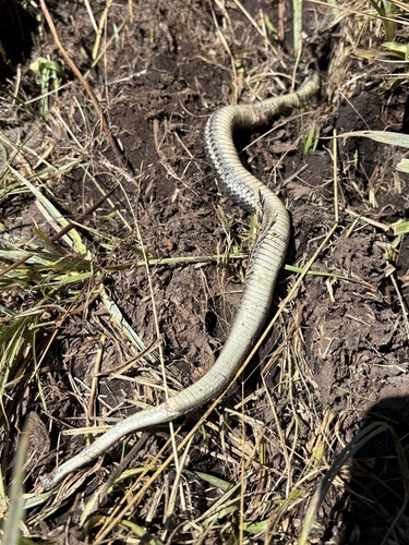 iNaturalist observation photo of Western Terrestrial Garter Snake