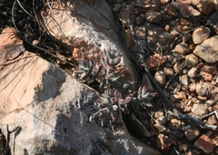 Crassula mesembryanthoides mesembryanthoides