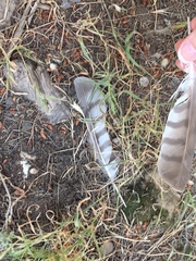 Accipiter nisus