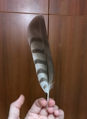 Accipiter nisus