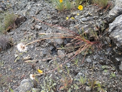 Microseris douglasii