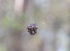 Araneus rotundulus