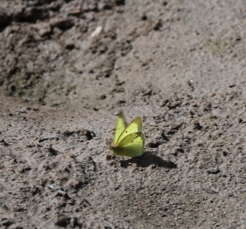 Clouded Sulphur