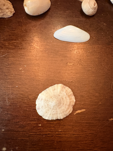 Eoacmaea pustulata observed 2026-08-21