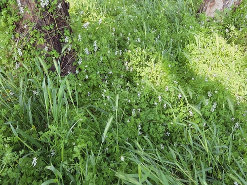 white ramping-fumitory