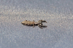 Holoplatys lhotskyi