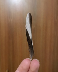 Fringilla coelebs