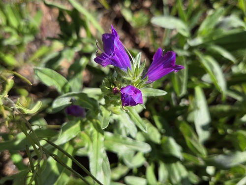 purple viper's-bugloss