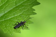Cantharis obscura