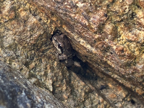 iNaturalist observation photo of Pacific chorus frog