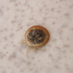 Argas vespertilionis