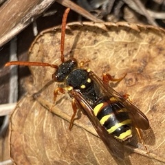 Nomada