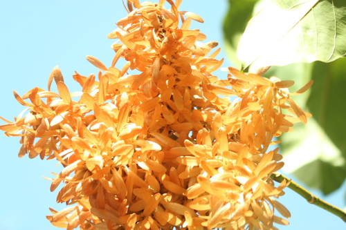 Triplaris americana, photograph 4